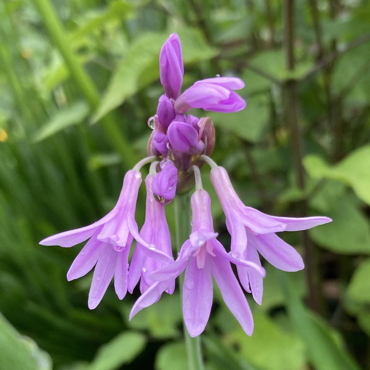 Winners in this week's Raindrop Display Competition: Bronze Fennel and Tulbaghia. #chooselandscape
