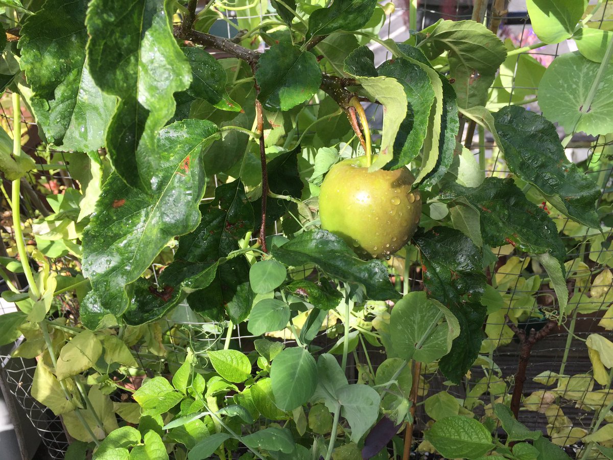 Wendy Shillam, Clinical Nutrition, Health Writer tweet media