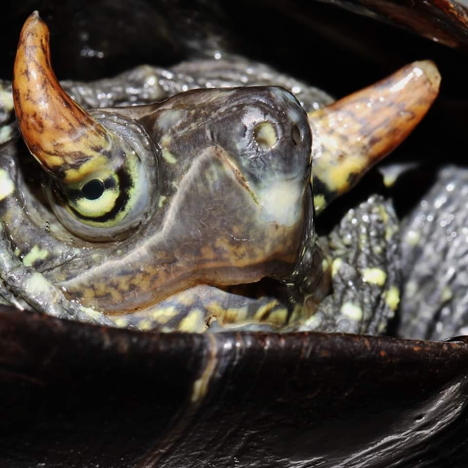 白輪剛史 角が生えたクサガメ Mauremys Reevesii 発見 Discovered Horned Turtle 驚くのは両瞼に対に生えたツノ なんとツノが生えたクサガメが発見されました 餌もよく食べ 健康状態は良好です クサガメ 角 カメ Izoo T Co Ll0tfggjvm