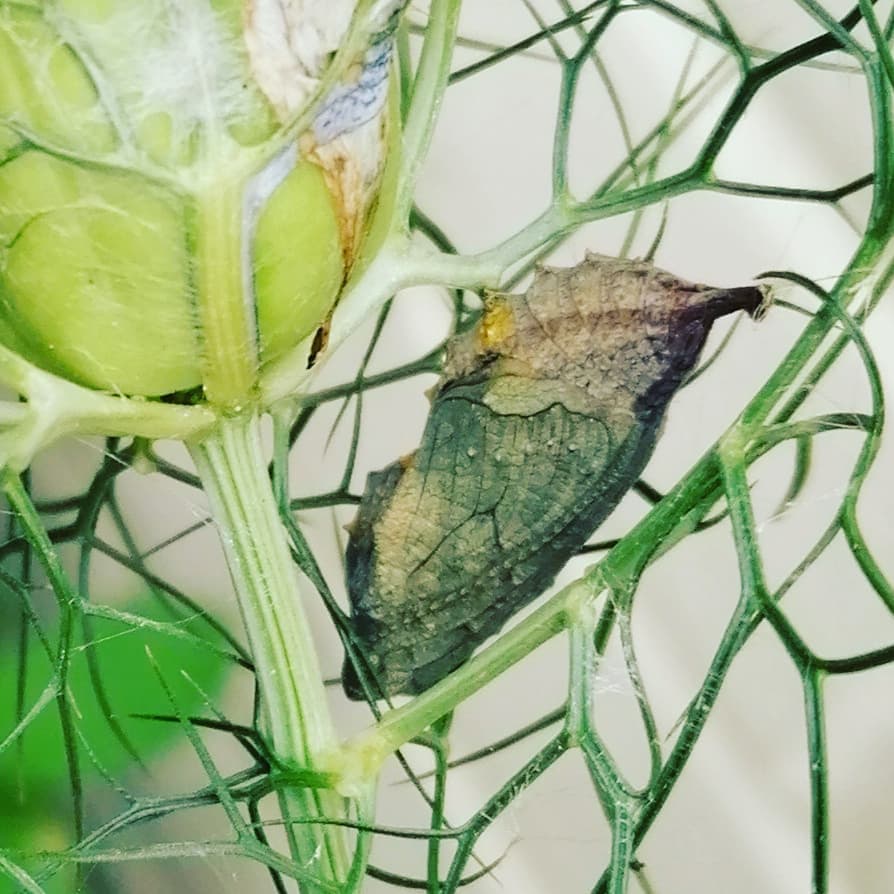 glawpreseli's tweet photo. @vaselby A friend has asked us to identify this ... Any ideas please? https://t.co/vJdHreTUM4