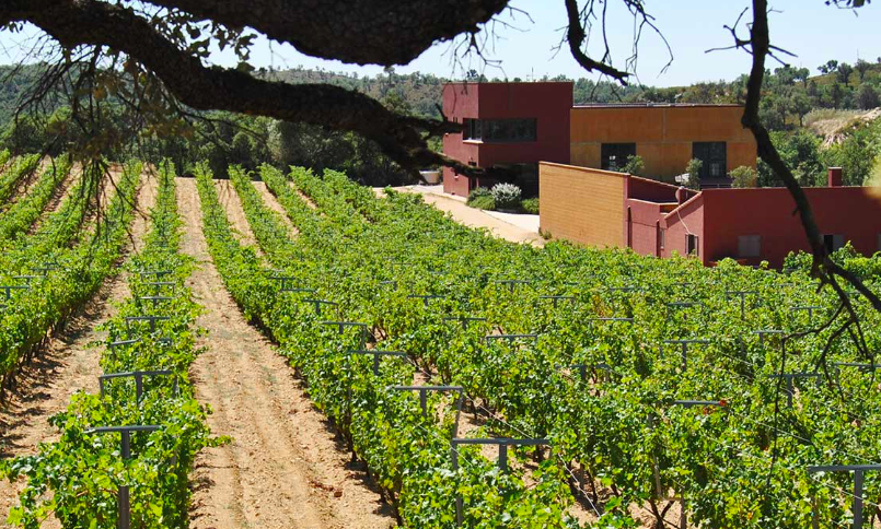 DOEmporda's tweet photo. Aquest cap de setmana propostes per a tots els gustos  @DOEmporda 

👉 Ioga entre vinyes a @masvidaceller 
👉 Música i vins a #VinyesOlivardots
👉 Passejada entre vinyes ecològiques a @CellerEspelt

👇 https://t.co/2c9liEaerP
#empordaescasa #joemplantoalemporda https://t.co/E9hDBDLQ8d