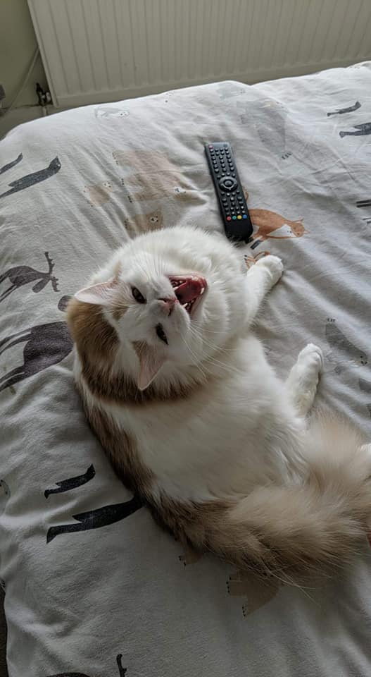 Artemis was last seen 1/7 evening at Newman Street, #HighamFerrers. Large 6kg Turkish Van cat, mostly white w/ginger markings starting from his head & ending at his tail. Amber eyes/pink paw pads . House cat with bad knee caps that can slip so needs finding ASAP. Chipped 1/2