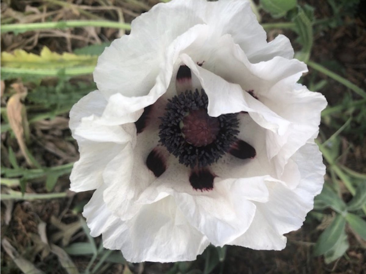 Well done to all of our students who took part in our ‘Seeing God in Nature’ photography competition this term. 

In third place was Mollie in Year 7 with her entry 'White Poppy'.