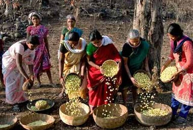 bjdwithodisha's tweet photo. ଅନୁସୂଚିତ ଜନଜାତି ଓ ଜାତି ଉନ୍ନୟନ ବିଭାଗ ଅନ୍ତର୍ଗତ ଓଡ଼ିଶା ଆଦିବାସୀ ସମବାୟ ଉନ୍ନୟନ ନିଗମ ଲିମିଟେଡ୍‌(ଟିଡିସିସିଓଏଲ୍‌) ନୋଡାଲ୍‌ ଏଜେନ୍ସି ଭାବେ ଲଘୁ ବନଜାତ ଦ୍ରବ୍ୟକୁ ସର୍ବନିମ୍ନ ସହାୟକ ମୂଲ୍ୟରେ ସଂଗ୍ରହ କରୁଛି। ଚଳିତ ବର୍ଷ ଏ ପର୍ଯ୍ୟନ୍ତ ଏହି ସଂସ୍ଥା ୧୩ ହଜାର ୩୦୦ ମେଟ୍ରିକ୍ ଟନ୍‌ ଲଘୁ ବନଜାତ ଦ୍ରବ୍ୟ ସଂଗ୍ରହ କରିଛି। https://t.co/wPzIGhAiuH