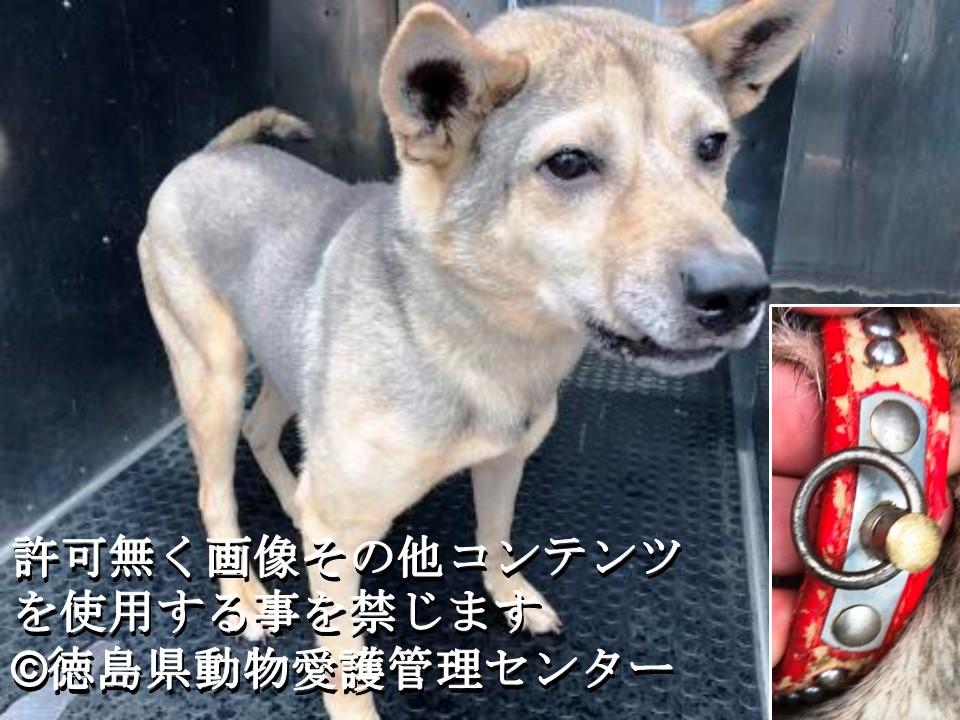 Twitter पर Japanesemichael Jackson 徳島県保健所 期限 7月23日 人慣れしている男の子 性別 男 年齢推定 中齢 犬種 雑種犬 体格 大 毛色 茶黒 収容月日場所 7 3 三好市山城町下名 赤色首輪 迷子犬 徳島県 三好市 山城町 雑種犬 保健所