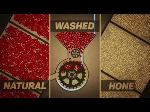 It's incredible to think how much carbonic maceration (CM) processing has developed in only a few short years. From WBC 2015 to now, CM processing has spread to almost every coffee producing country in the world! Excited for the future of #specialtycoffee

youtube.com/watch?v=DXyMXN…