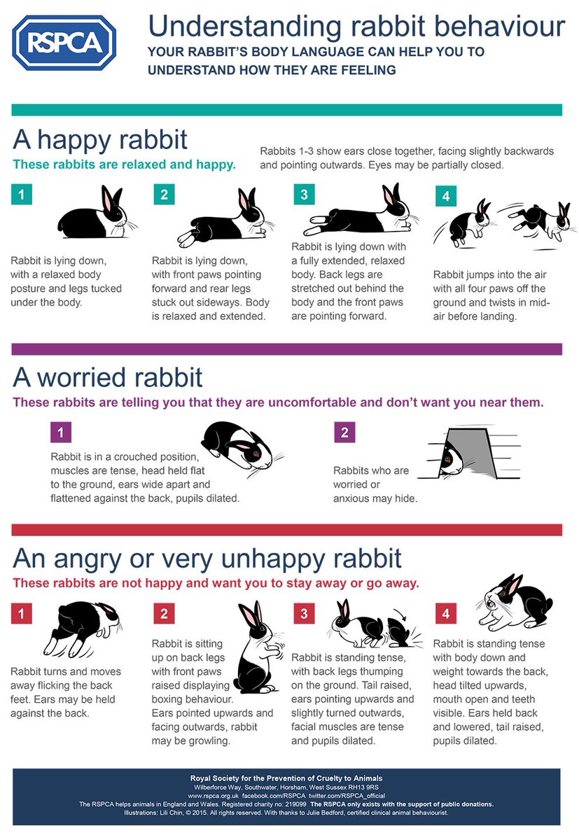 ConkersPets's tweet photo. πΆπ±π°A great little guide to help us to understand our petsβ body language and how they might be feeling πΆπ±π° #bodylanguage #petbodylanguage #cat #dog #rabbit #smallanimal #dogbodylanguage #catbodylanguage #rabbitbodylanguage #pet #feelings #rspca #shoplocal #felixstowe https://t.co/34wmLPbDWK
