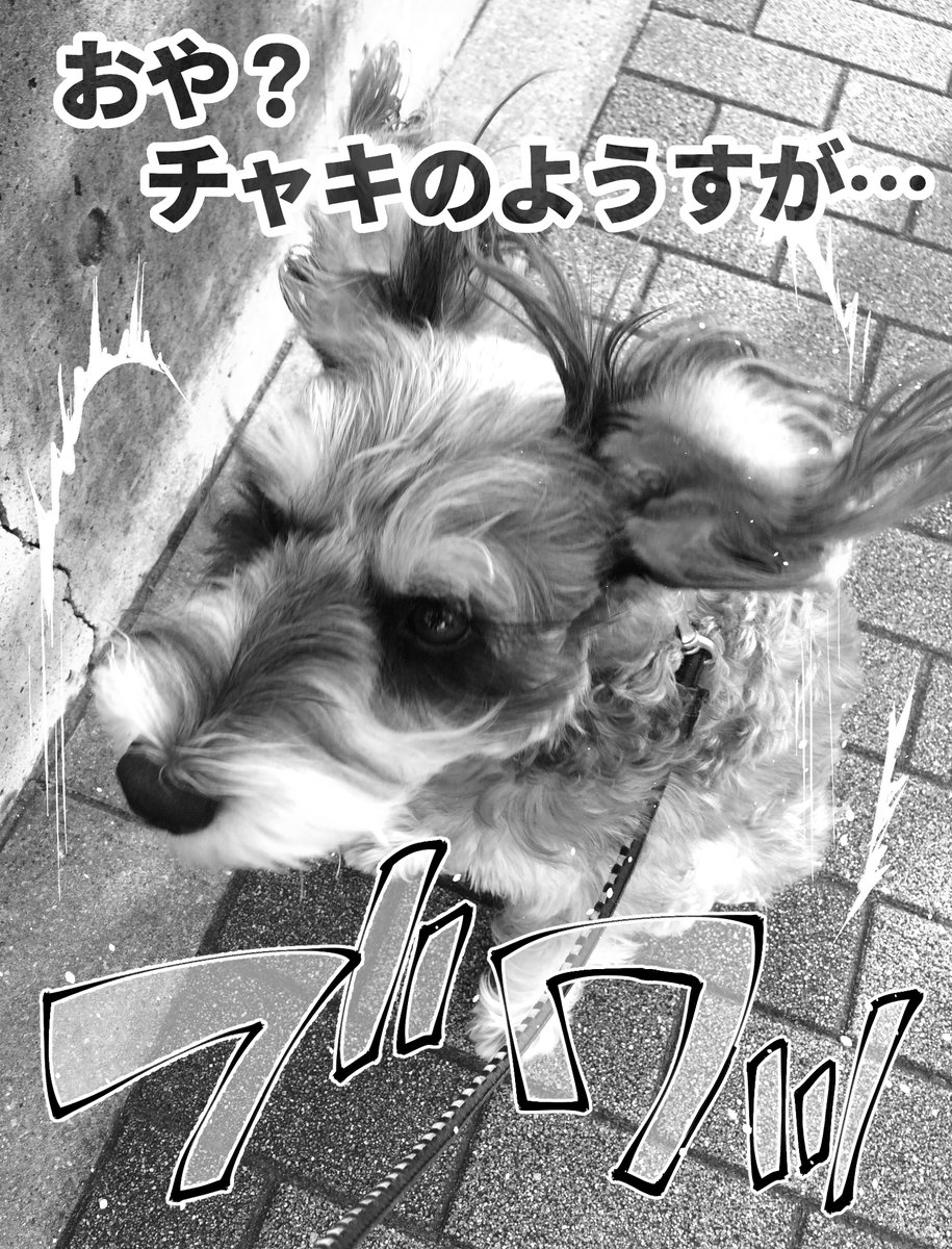 伊達レン No Twitter 写真でチャキちゃん3コマ漫画 W ポケモン進化風 ミニチュアシュナウザー 伊達レン No Twitter 写真でチャキちゃん3コマ漫画 W ポケモン進化風 ミニチュアシュナウザー