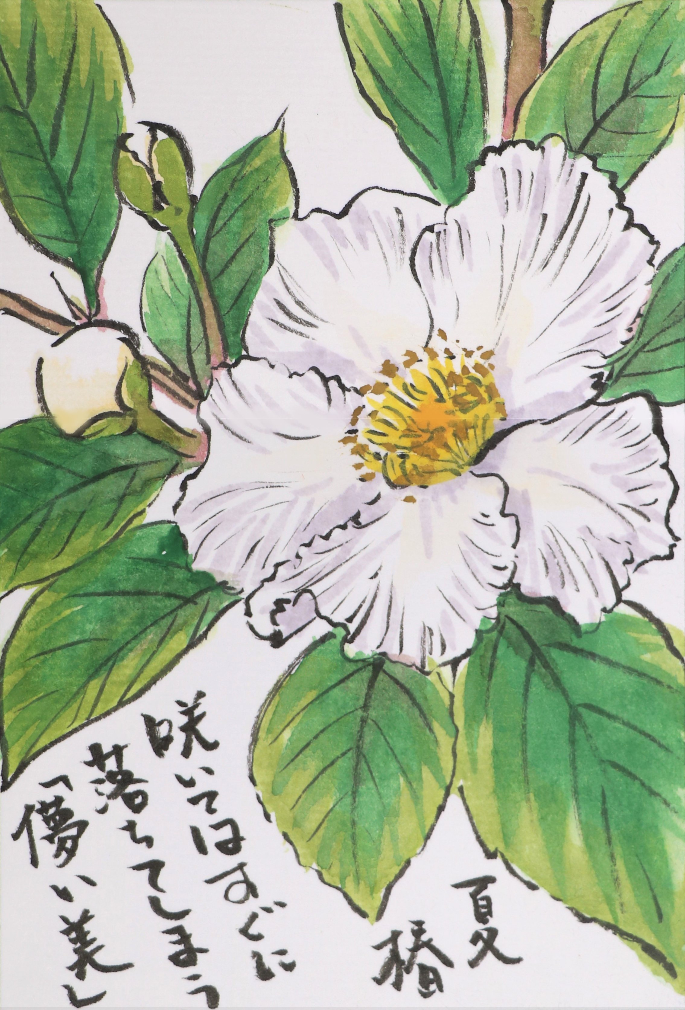 快適art絵手紙 梅雨の頃咲く白い花たち 雨に濡れたクチナシの匂いは格別です 夏椿の花は濡れると花びらの縁が少し透けるの が蝋のようで美しい どちらも大好きな花です Youtubeの描き方解説もあります 夏椿 T Co 7tfdnoxnxq クチナシ T