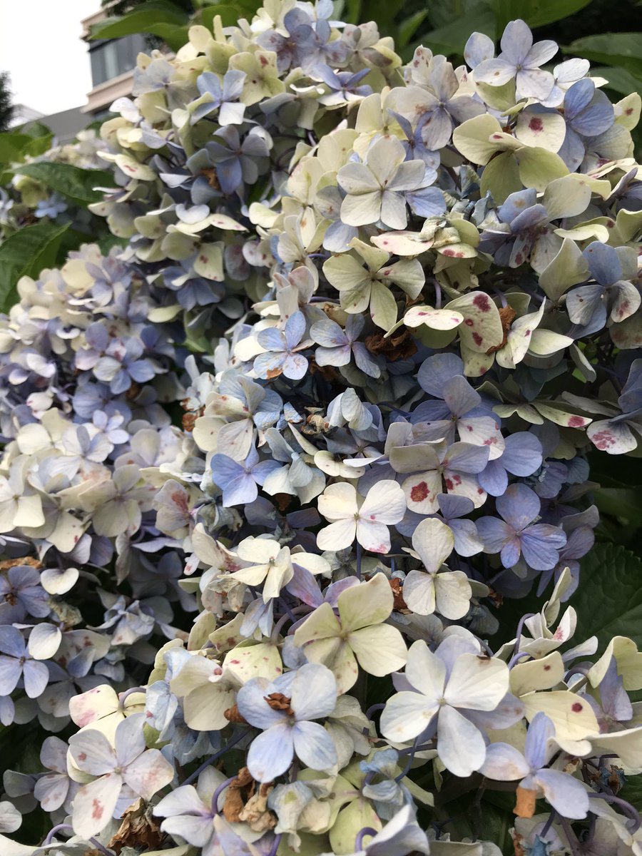 栗原ねこのごはんカオス 枯れかけの紫陽花も好きなんだけどね T Co Is70m490uc Twitter