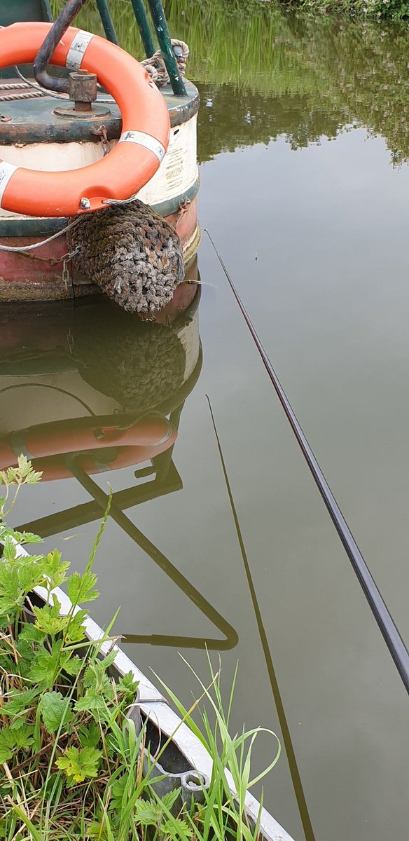 AdeyRead's tweet photo. Lovely end to an Summer evenings fishing. Hard work but caught 10. Including 'angry' looking clouds. Not sure who was most surprised when a cock pheasant came through the hedge. #snarestone #ashbycanal #canalfishing #fishing #leicestershire #measham https://t.co/37Cc2QGSGD