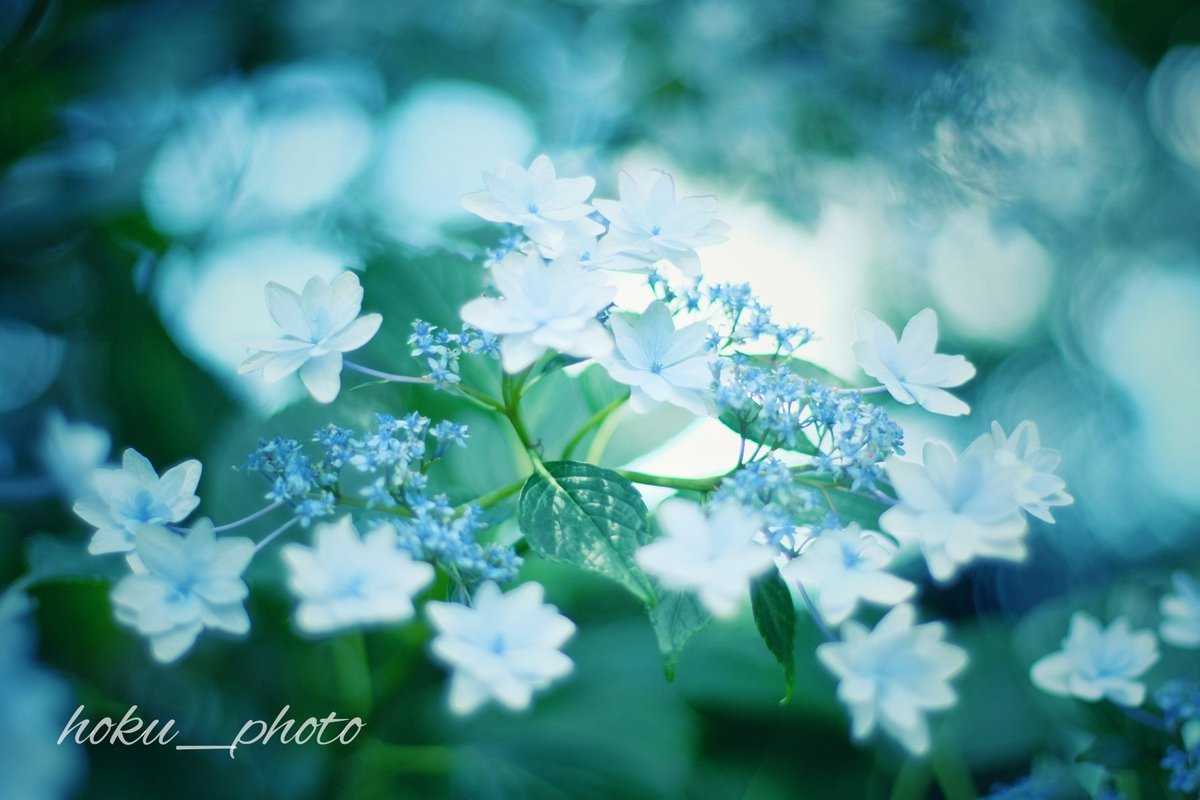 hoku03081's tweet photo. 移ろいゆく季節

#ファインダー越しの世界 
#紫陽花 #青色 #花写真 
#flowers #fujifilm #photograph https://t.co/oTrsNF8eYn