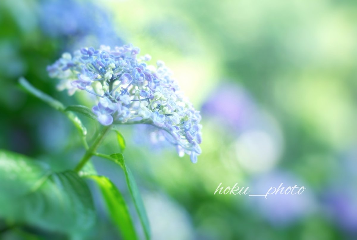 hoku03081's tweet photo. 移ろいゆく季節

#ファインダー越しの世界 
#紫陽花 #青色 #花写真 
#flowers #fujifilm #photograph https://t.co/oTrsNF8eYn