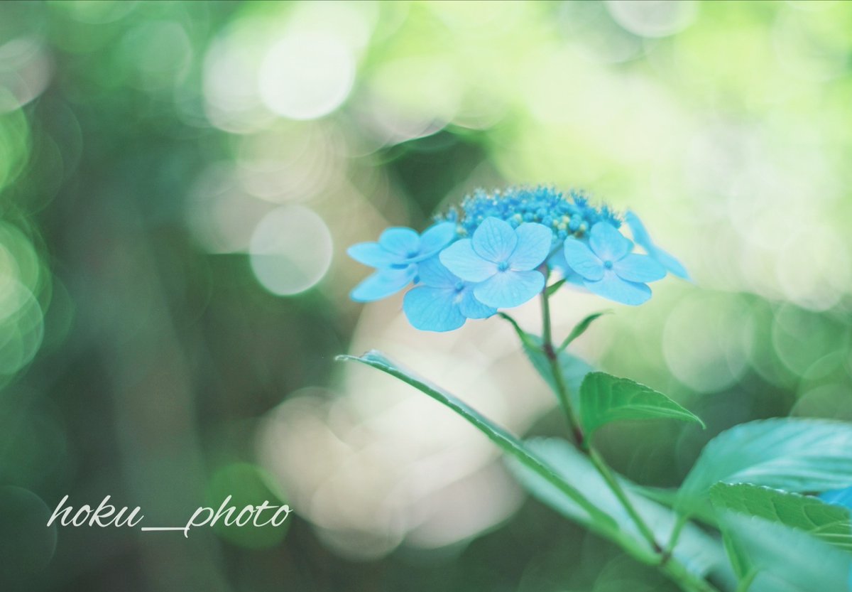 hoku03081's tweet photo. 移ろいゆく季節

#ファインダー越しの世界 
#紫陽花 #青色 #花写真 
#flowers #fujifilm #photograph https://t.co/oTrsNF8eYn
