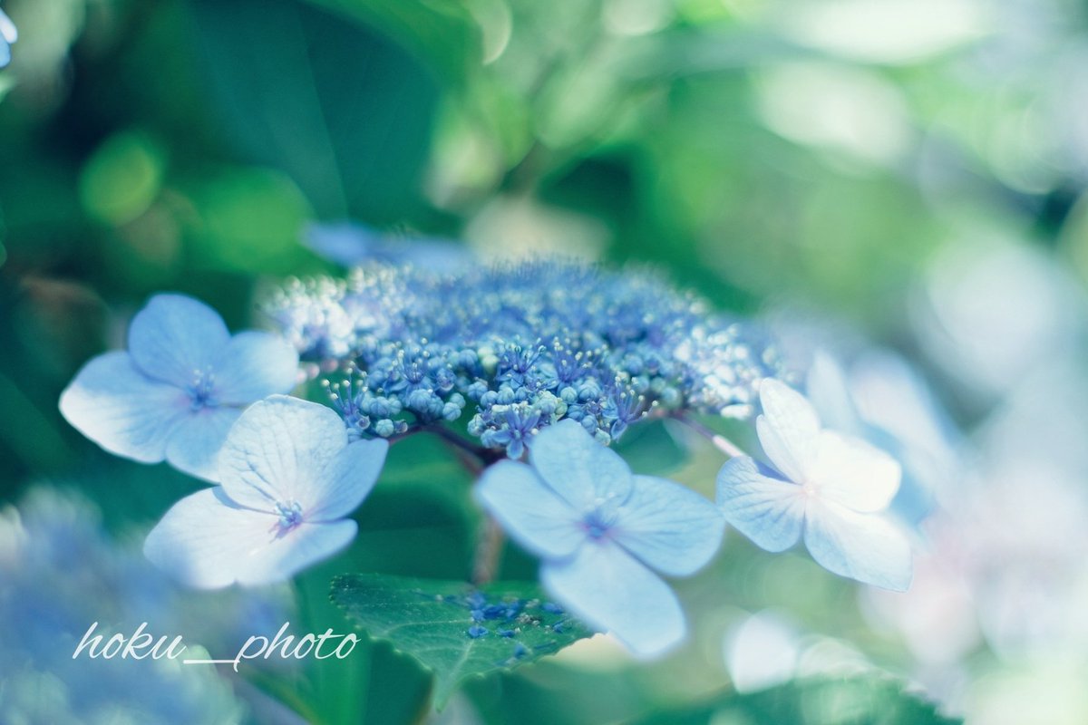 hoku03081's tweet photo. 移ろいゆく季節

#ファインダー越しの世界 
#紫陽花 #青色 #花写真 
#flowers #fujifilm #photograph https://t.co/oTrsNF8eYn
