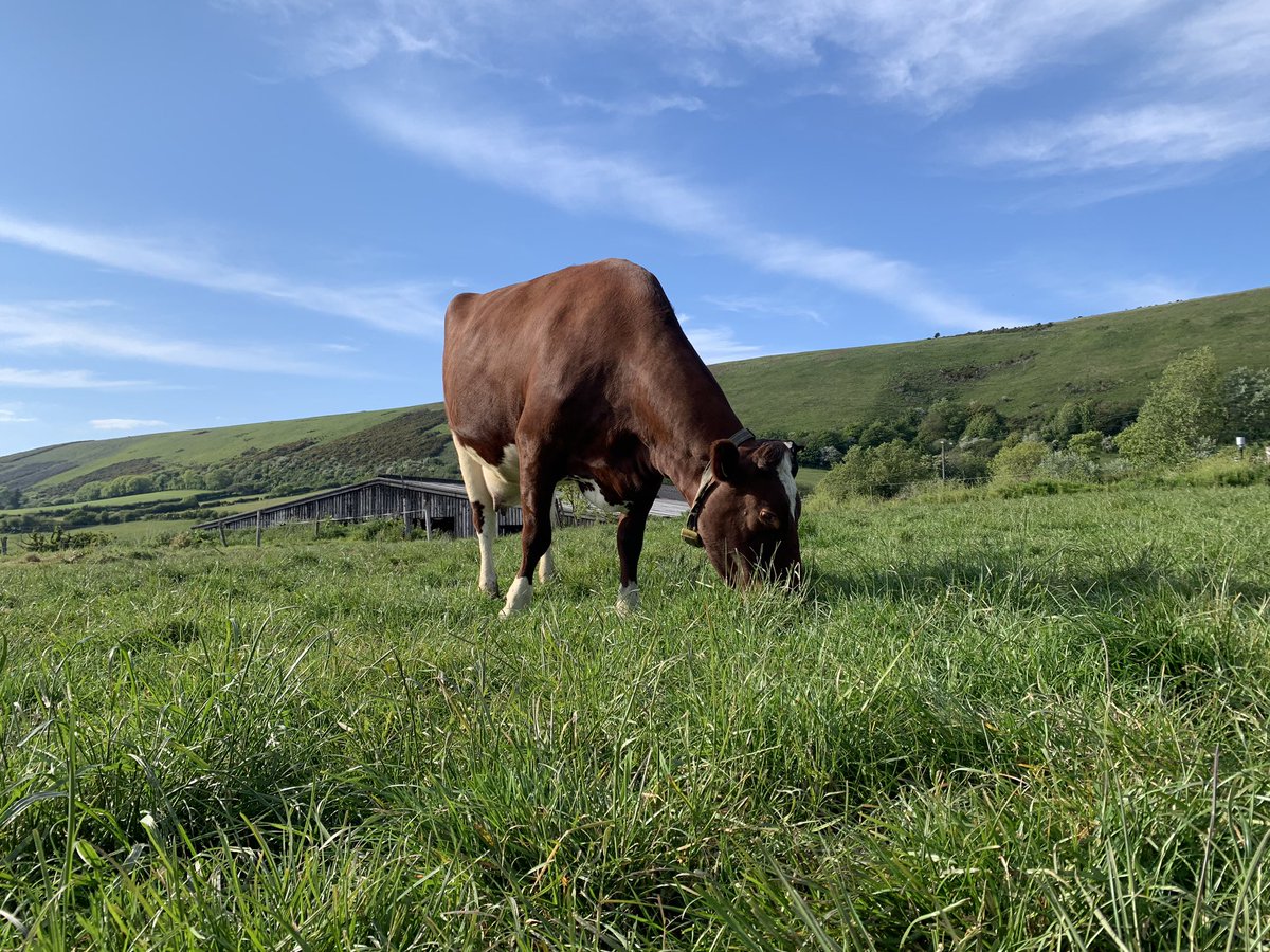 Looking for a new new in Dorset, UK  As my temporary contract comes to an end, I am looking for a position on a dairy farm from the middle of August to the end of October, before returning to University at Hartpury College. #JobSearch #dairyfarmingjob #farming #dorset