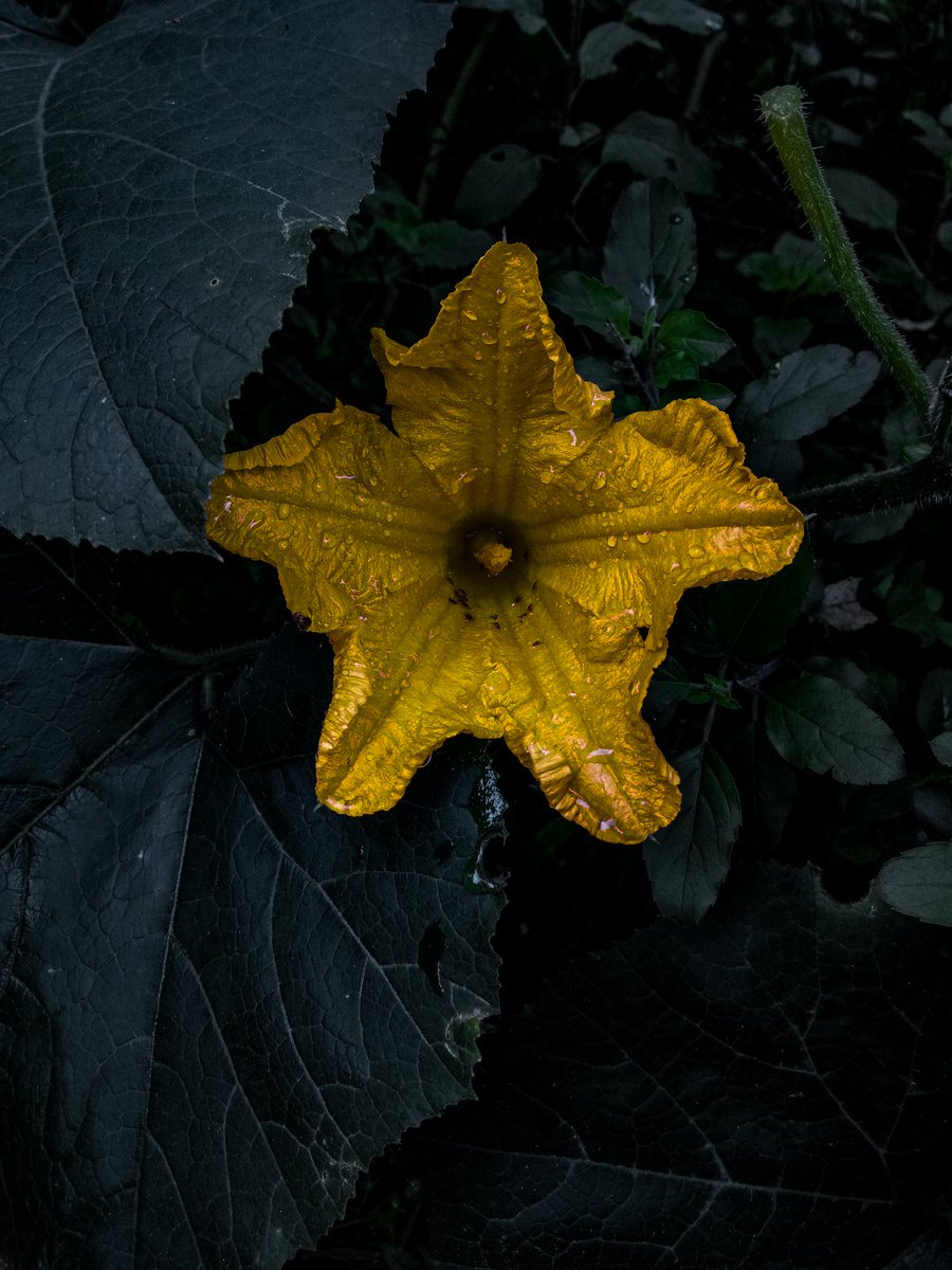 #photo_of_the_day #Photos #photoediting #photolab #photographer #MobileLegendsBangBang #mobilephotography #MobileLegendsBangBang #mobilephotography