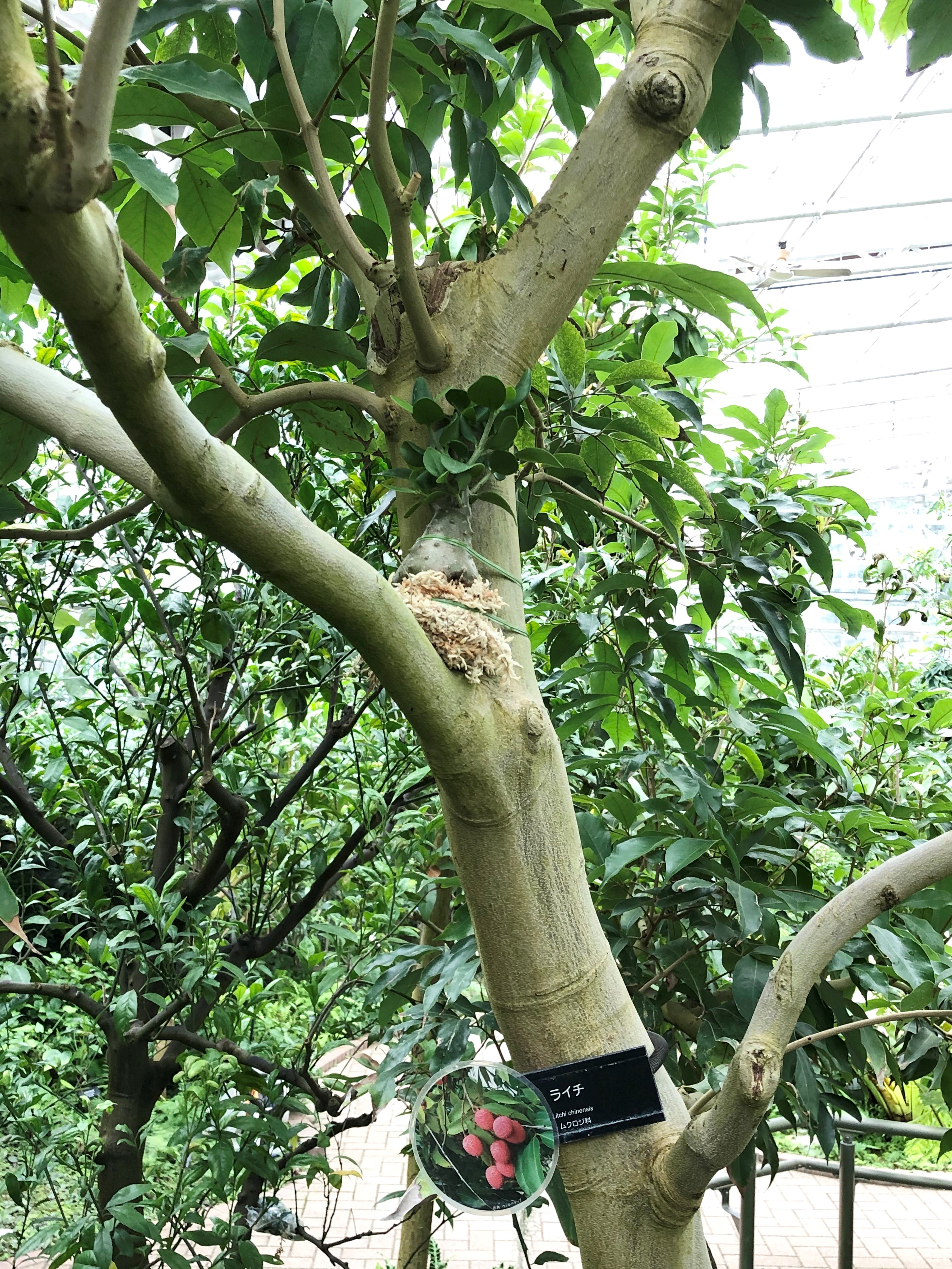 神代植物公園 ニュース スタッフより 園芸係 隠れミッキーならぬ隠れプランツのご紹介です 大温室熱帯 花木室にアリノスダマ ヒドノフィツム パプアナム が仲間入りしました 熱帯雨林の木の上に生息する塊根植物で 塊根部に迷路のような穴が開ており