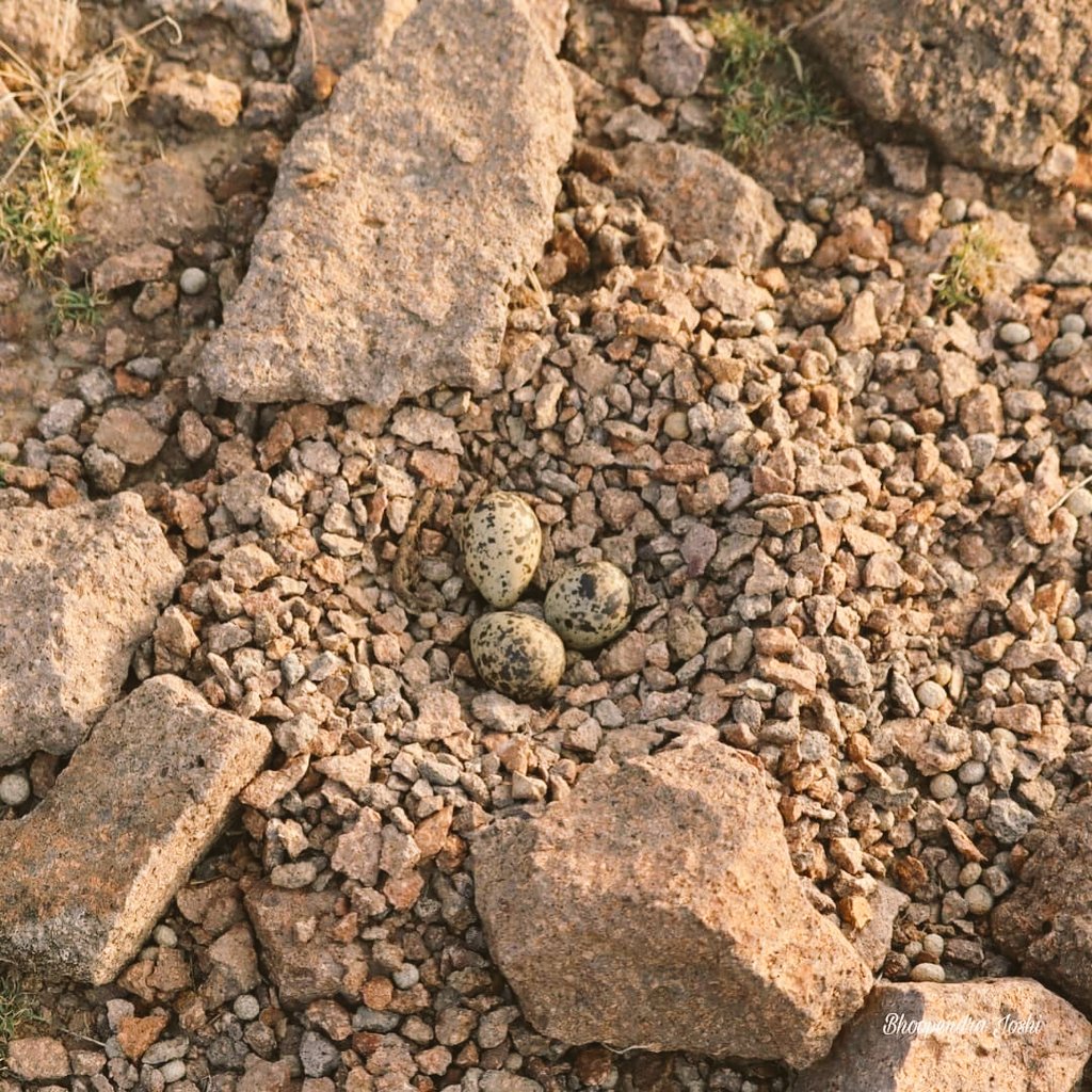 BhoopendraJosh4's tweet photo. What a beautiful nest of red wattled lapwing showing disruptive type camouflage
#wildlifeexplorer #wildlife #wildtraveller #wild #wildlifephotography #naturephotography #naturelovers #nature #jungletalks #botany #arid #desert #thar #thardesert #birdwatcher #birds #red #trekker https://t.co/6ynDsfOm8f