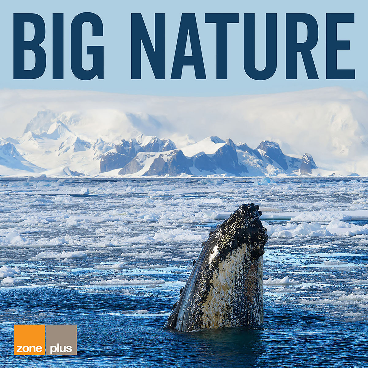 ZoneMusicLtd's tweet photo. 🌊 BIG NATURE out now on all digital platforms!

Awe-inspiring music celebrating the wonders of the natural world 🐋

Available here 👉 https://t.co/mNlzXkxS1Y

#Nature #NewMusicFriday 
#BandCampFriday #BandcampDay https://t.co/dEIulinhEb