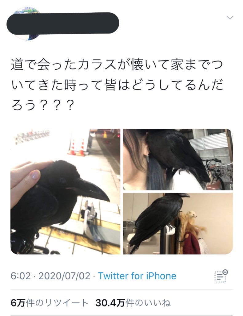 名前が決まらない على تويتر 道で会ったカラスが懐いて家までついてきた って言ってた人 まるで勝手についてきたかのような言い方だけど よく見ると会ってすぐの写真にゆで卵が写ってる 無垢な雛に餌付けして連れ帰るって 誘拐じゃないか 名前が決まらない على تويتر 道で会ったカラスが懐いて家までついてきた って言ってた人 まるで勝手についてきたかのような言い方だけど よく見ると会ってすぐの写真にゆで卵が写ってる 無垢な雛に餌付けして連れ帰るって 誘拐じゃないか