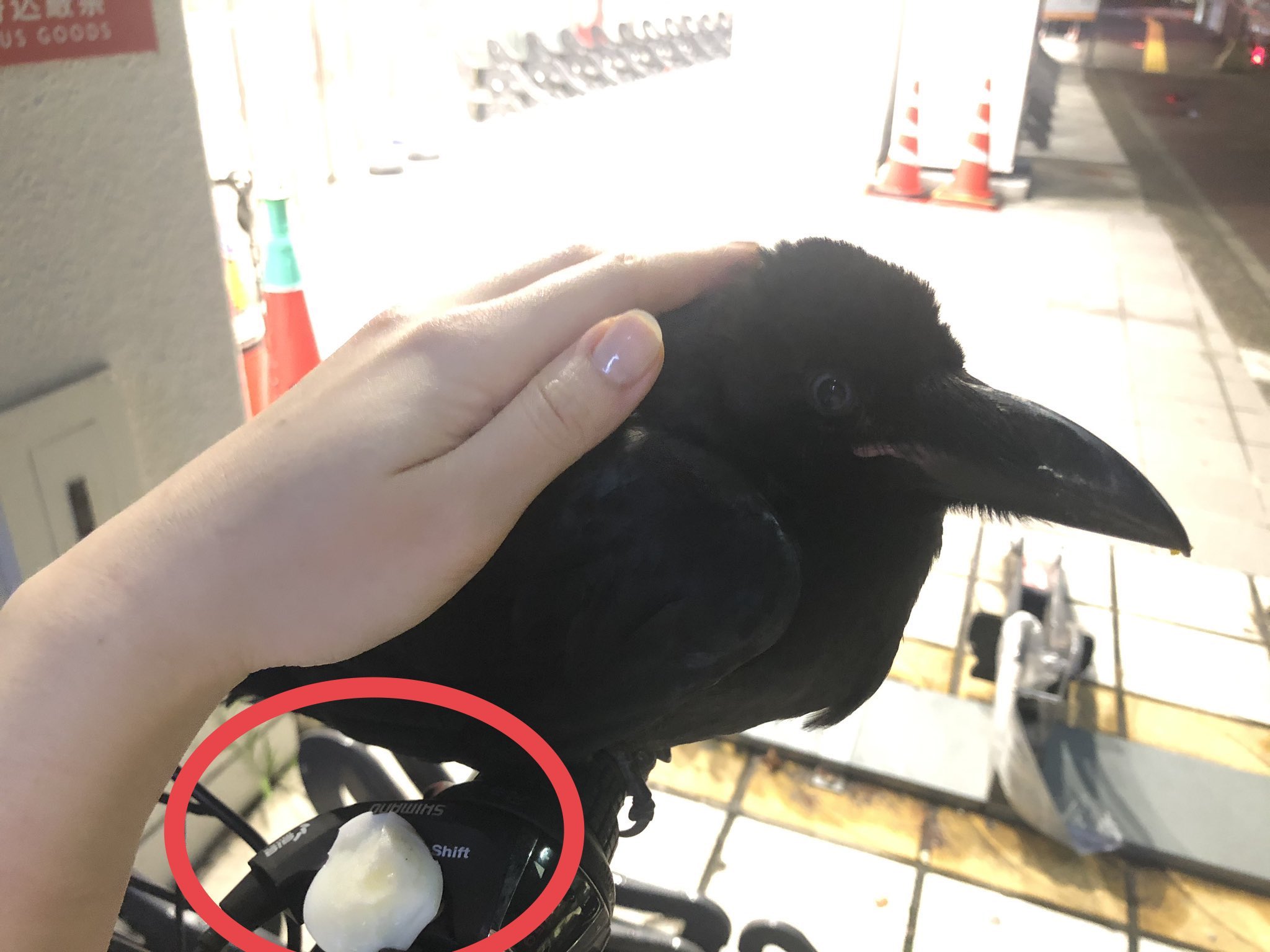 名前が決まらない 道で会ったカラスが懐いて家までついてきた って言ってた人 まるで勝手についてきたかのような言い方だけど よく見ると会ってすぐの写真にゆで卵が写ってる 無垢な雛に餌付けして連れ帰るって 誘拐じゃないか