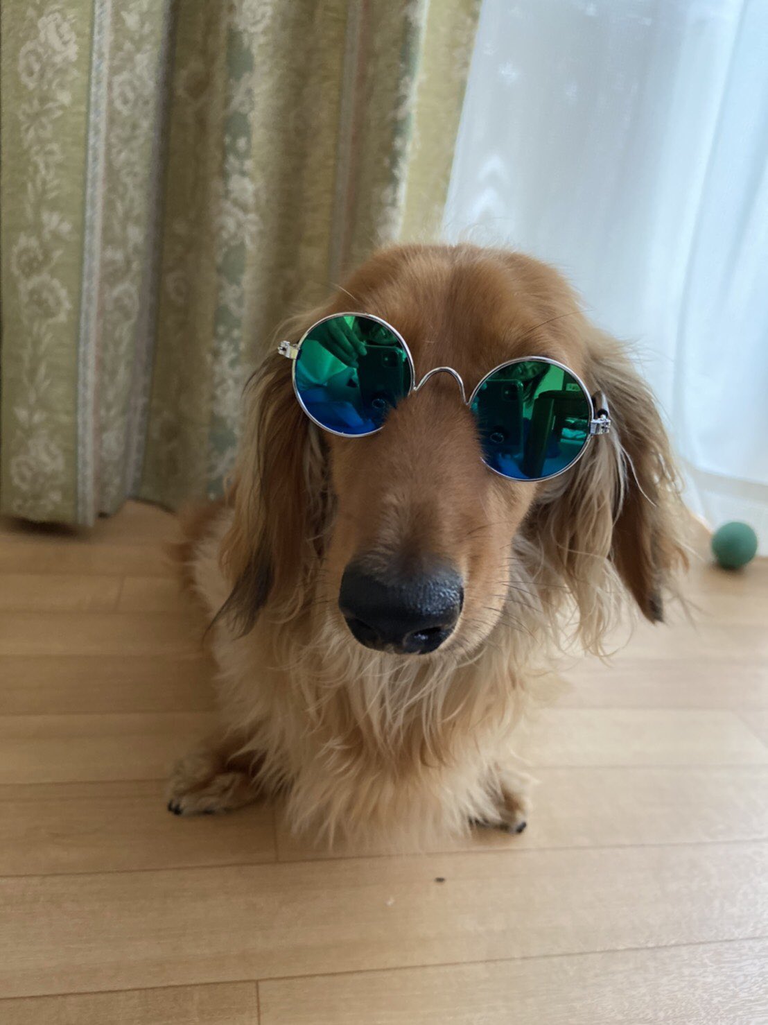 ペット用サングラス Twitter Search Twitter