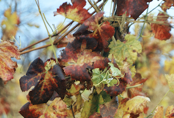 PlanDepVignoble's tweet photo. 🤔Vous vous interrogez sur l'enroulement de la #vigne? Ces deux fiches techniques devraient vous aider à reconnaître les #symptômes et identifier les #cochenilles dans vos parcelles. Bonne prospection!🧐
https://t.co/JYffhteHlO https://t.co/tCYL7rSkP0