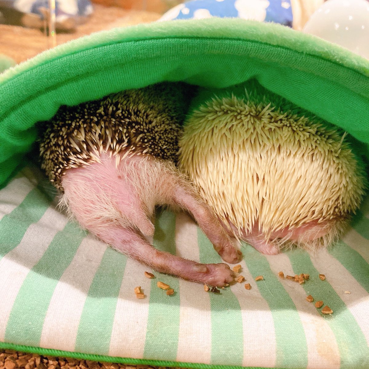 ハリネズミカフェ 原宿駅前店 V Twitter フリースタイルなおしりたち ハリネズミカフェ ハリネズミ Hedgehog Hedgehogcafe Harry Harajuku 原宿 エキゾチックアニマル ハリネズミ専門店 刺猬 고슴도치 하라주쿠 T Co U7tv8onmus
