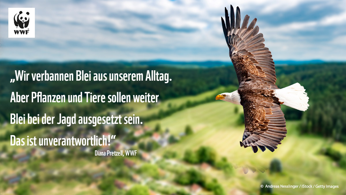 Blei ist hochgiftig, trotzdem will Deutschland das EU-Verbot bleihaltiger Schrotmunition in Feuchtgebieten boykottieren. Die Bremser sitzen im @BMEL. Wir fordern <a href="/JuliaKloeckner/">Julia Klöckner</a> auf, sich für ein Verbot einzusetzen. Mehr Infos: wwf.de/index.php?id=1…