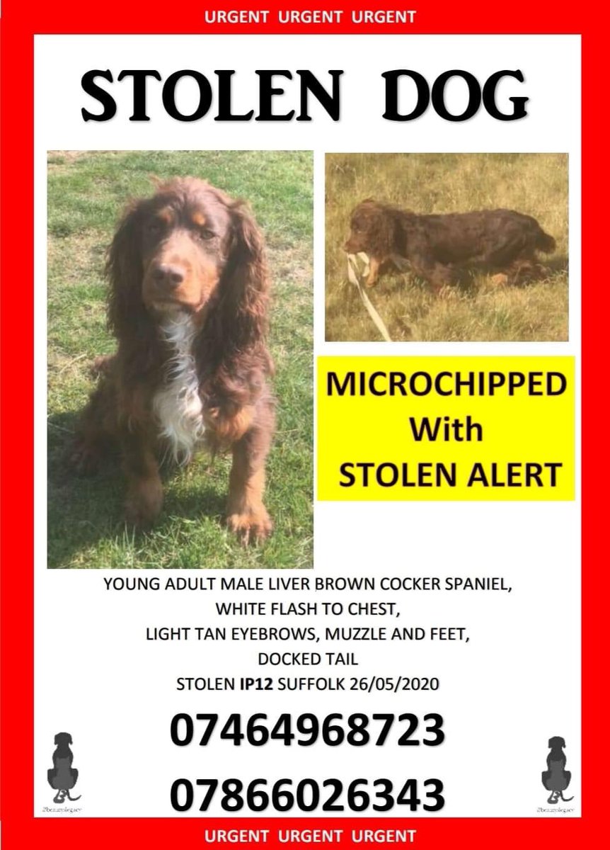 SpryAbby's tweet photo. ❗️STOLEN ❗️25/26th MAY, Nr WOODBRIDGE SUFFOLK. 
ITS BEEN A LONG 5 AND A HALF WEEKS SINCE YOU WAS STOLEN. I OFTEN CRY AND WONDER WHY SOMEONE WOULD DO THIS. I WONT GIVE UP ON YOU. NO MATTER WHAT IT TAKES ILL GET YOU BACK. I HOPE YOU TURN UP SOON, LIFE IS SO VERY QUIET WITHOUT YOU https://t.co/4BOPQybjcB