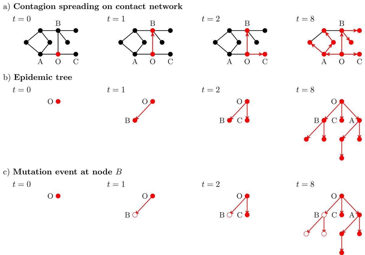 In this family tree [b) in image], patient 0 is in the top row, the people patient 0 infected are in the second row, etc. If a mutation occurs at some node (node B in the figure), who will be affected by this? Every descendant of B. 3/