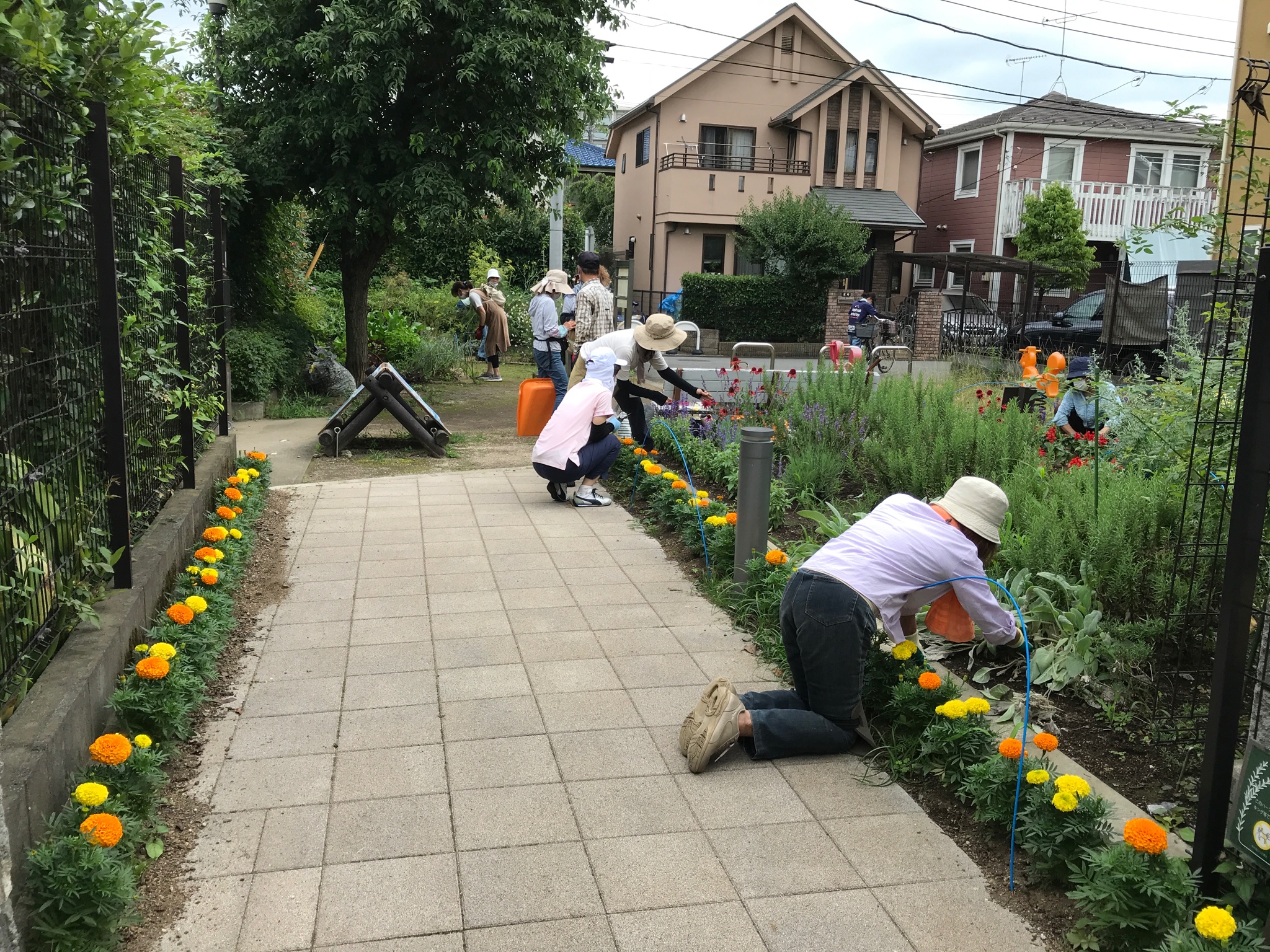 O Xrhsths 西東京花の会 Sto Twitter ハーブガーデン ハーブ班の作業を再開しました ハーブ花壇の撮影は いつもと違う方向から T Co Ks1ggwgeie Twitter