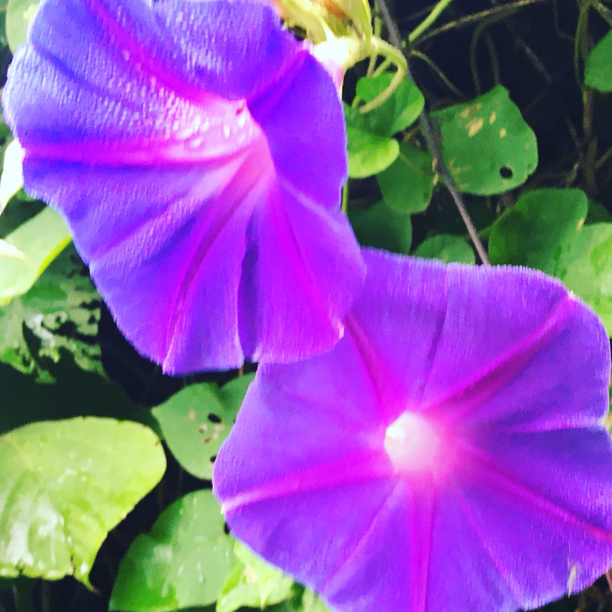 池ポチャ野郎 على تويتر オーシャンブルーの花 野朝顔 琉球朝顔 宿根朝顔 花 フラワー オーシャンブルーの花 長く咲く花 緑のカーテン