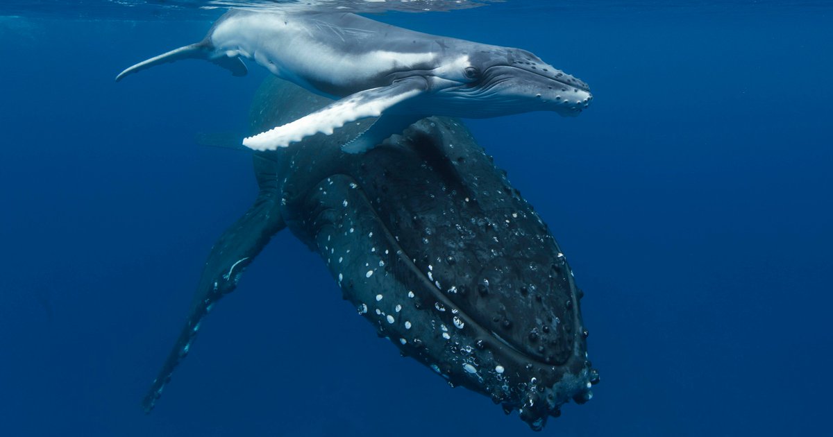 O tal vez, simplemente no lo estaban haciendo en áreas donde pudiéramos verlas. Si cientos de ballenas se reunieran justo en el medio del Océano   #Pacífico, probablemente no las veríamos ni escucharíamos (aunque sus canciones se puedan escuchar desde 32.000 km de distancia).