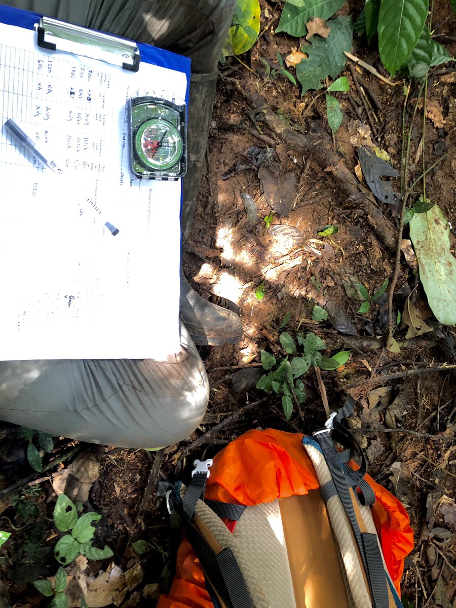 vanessa_pena8's tweet photo. Can’t believe it’s already been a year since my #fieldwork in Cameroon! #primatestudy #research 🐒 https://t.co/02pddwr3dM
