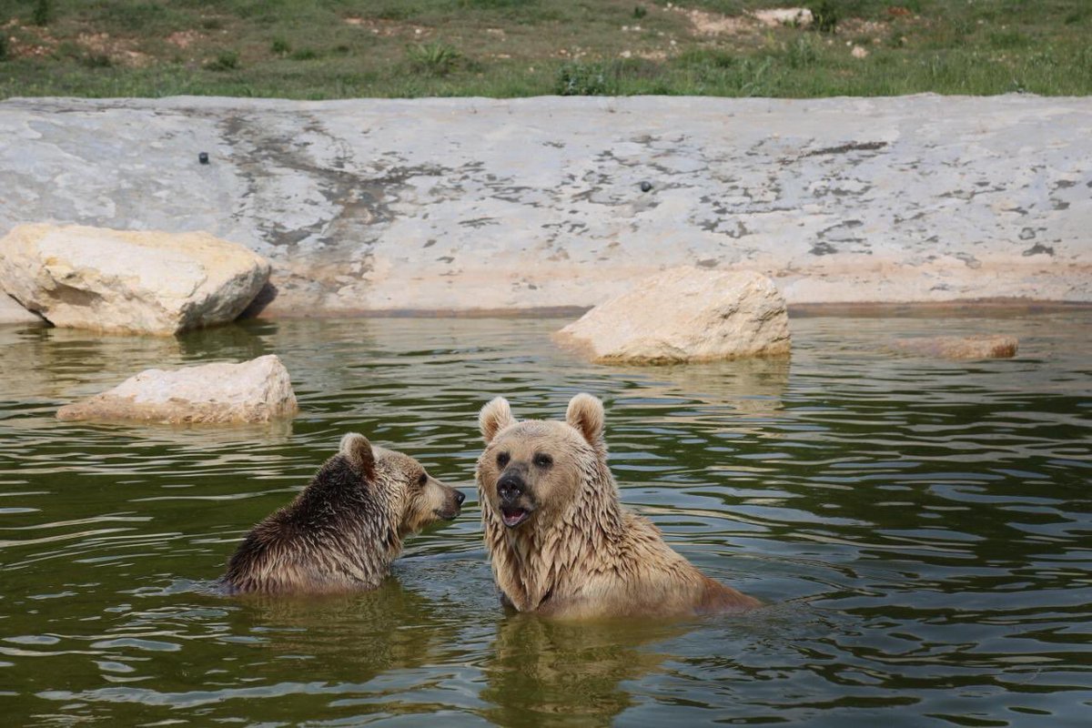 EdwardOakden's tweet photo. Where to go this weekend? Meet Balou, Lula &amp; Cassie at the wonderful  #Al Ma’wa Animal Sanctuary, off the Jerash road, for animals &amp; birds rescued from regional conflict zones. Tigers, lions, wolves, Syrian Brown Bears, hyenas, monkeys: &amp; they really need yr support @UKinJordan https://t.co/6fThiOOmiC