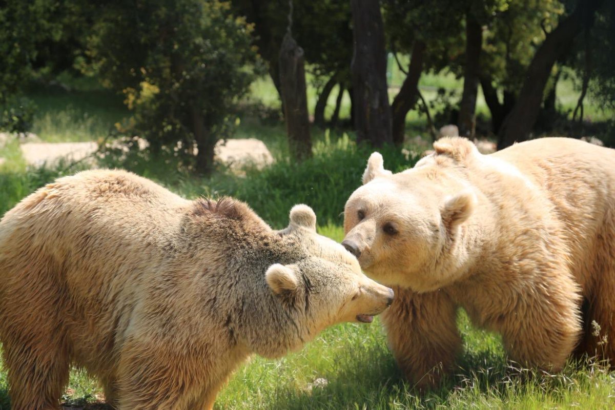EdwardOakden's tweet photo. Where to go this weekend? Meet Balou, Lula &amp; Cassie at the wonderful  #Al Ma’wa Animal Sanctuary, off the Jerash road, for animals &amp; birds rescued from regional conflict zones. Tigers, lions, wolves, Syrian Brown Bears, hyenas, monkeys: &amp; they really need yr support @UKinJordan https://t.co/6fThiOOmiC