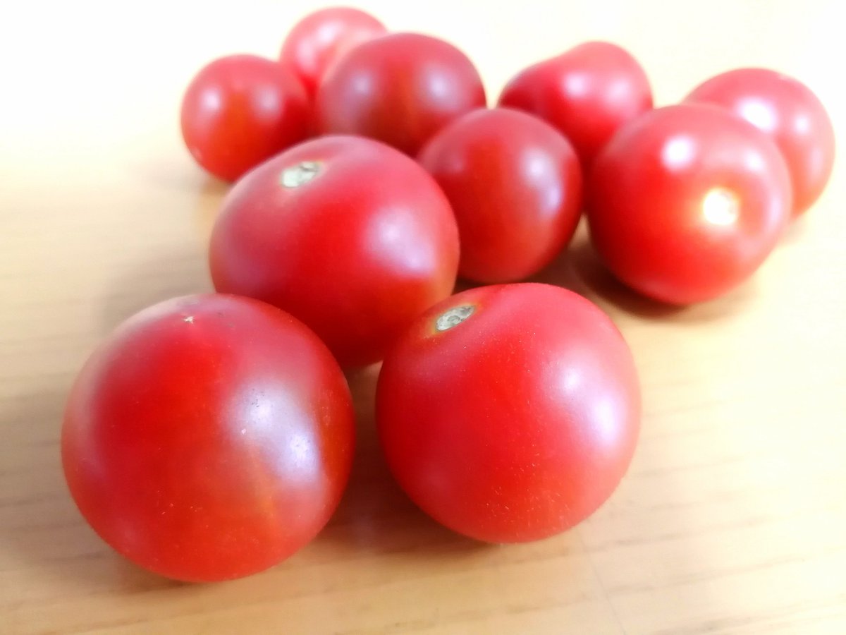 お弁当の彩りミニトマト そのままお弁当に入れると食中毒を引き起こす恐れが 話題の画像プラス お弁当の彩りミニトマト そのままお弁当に入れると食中毒を引き起こす恐れが 話題の画像プラス