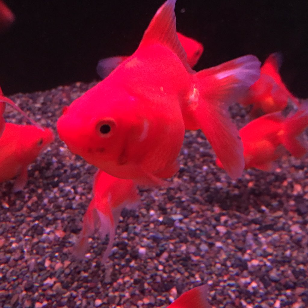パウパウアクアガーデン 銀座店 金魚のご紹介です 琉金 今回いつもより大きめの子がきました 東錦 しっかりコブがぽこぽこしてる子もいます 丹頂 人気の丹頂もたくさんいます 水泡眼 ぷくぷくほっぺが可愛い水泡眼も いろんなカラーの子がいますよ パウパウアクアガーデン 銀座店 金魚のご紹介です 琉金 今回いつもより大きめの子がきました 東錦 しっかりコブがぽこぽこしてる子もいます 丹頂 人気の丹頂もたくさんいます 水泡眼 ぷくぷくほっぺが可愛い水泡眼も いろんなカラーの子がいますよ