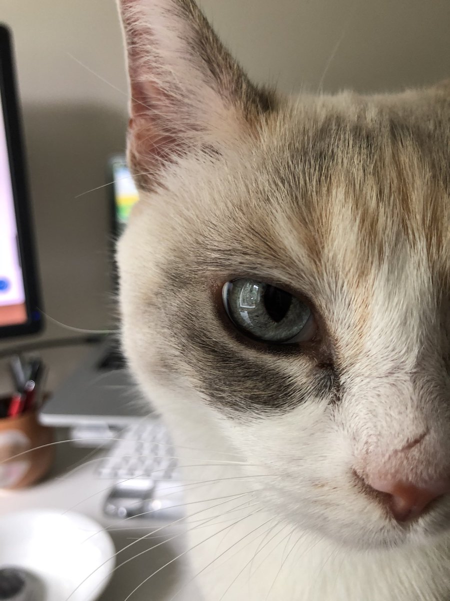 AnnaDoesSEO's tweet photo. @petsofseo This is Lanti - queen of distractions and not letting me work. But I love her π» #PetsOfSEO #CatsOfSEO https://t.co/TU0gk0nPui