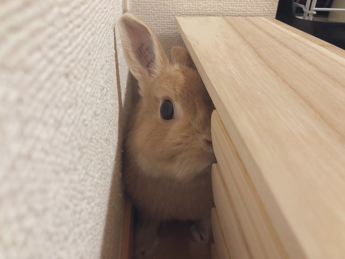 Diyの意味が Hashtag On Twitter