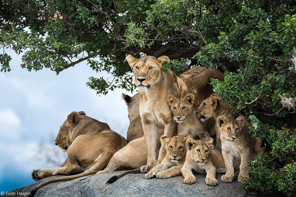 africageo tweet picture