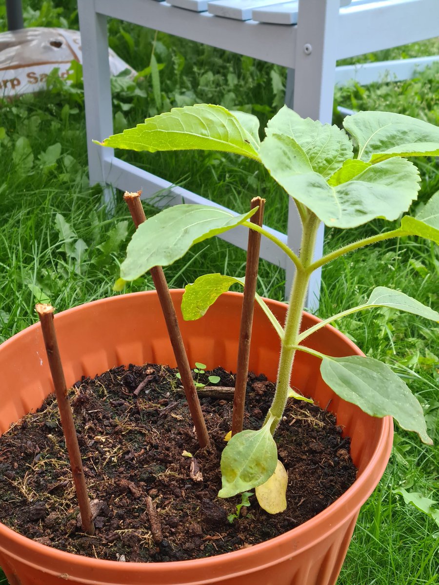 Our sunflower is really starting to grow now x 🌻🌻🌻 <a href="/Haddon_Primary/">Haddon School</a>