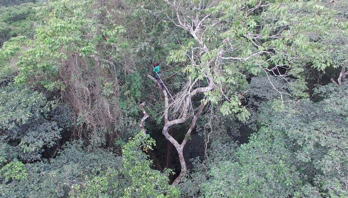 Yadvinder Malhi (@ymalhi) on Twitter photo It involved challenging fieldwork collecting leaf traits from canopies in Ghana & long-term forest inventories, led by Stephen Adu-Bredu, Kofi Affum-Baffoe, @olpetita Sophie Fauset <a href="/SimonLLewis/">Simon Lewis</a> and many others. Look how hard it is to collect leaves from the tropical canopy! 3/6 It involved challenging fieldwork collecting leaf traits from canopies in Ghana & long-term forest inventories, led by Stephen Adu-Bredu, Kofi Affum-Baffoe, @olpetita Sophie Fauset <a href="/SimonLLewis/">Simon Lewis</a> and many others. Look how hard it is to collect leaves from the tropical canopy! 3/6