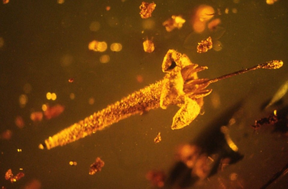 1. Intact fossilPreservation of original material e.g. •Freezing•Desiccation (mummification)•Set in amber (tree resin):30 million-year-old fossil, the earliest record of Asterids in the New World  https://doi.org/10.1038/nplants.2016.5