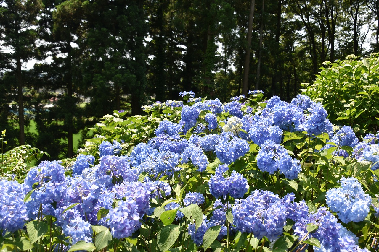 Shimu 僕の歩く町 秋田市添川にある あじさい寺 乗福寺の紫陽花 ５００株以上ある紫陽花のほとんどは まだ咲き初めで見頃は週明けのよう 紫陽花 あじさい あじさい寺 秋田市 乗福寺 T Co Uskiosvs14 Twitter