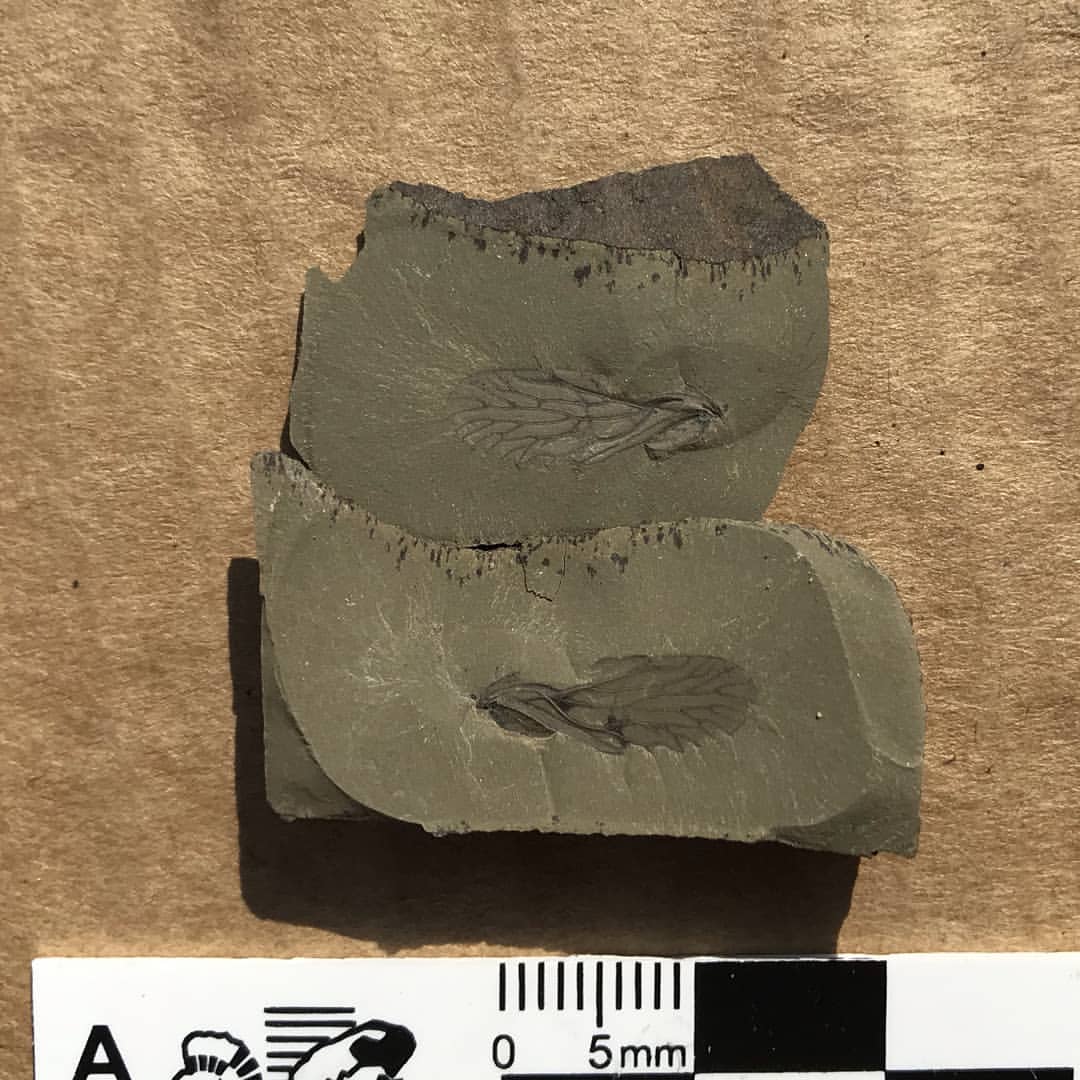 2. Compression/ImpressionUsed interchangeably but different:Impression – organism decays completely. Only the contour of the organism remains.