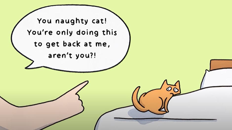 Cats Protection on Twitter: Cats Protection on Twitter: