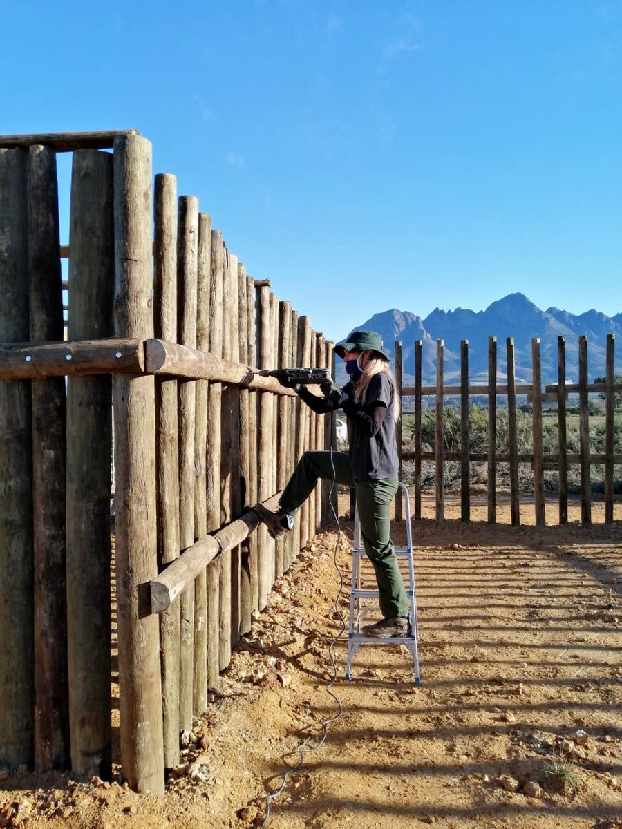 NatureConnectSA's tweet photo. Our eland are on the move! The Gantouw Project team has returned to work to set up a new boma in a new location, can you guess where?
#eland #gantouwproject #veldmanagement #conservation #CTEET https://t.co/4FsoK8qeEl